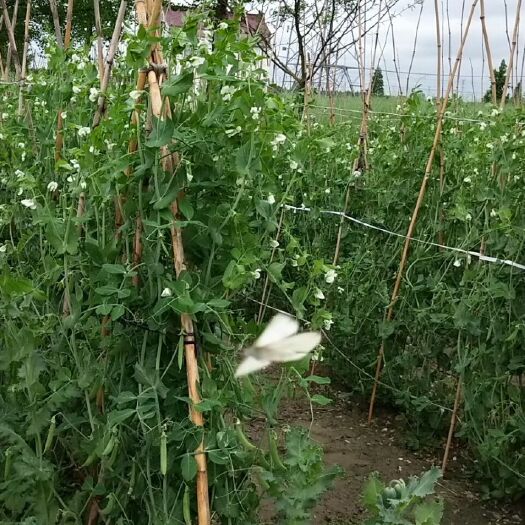 如皋市甜脆豌豆 7-10cm