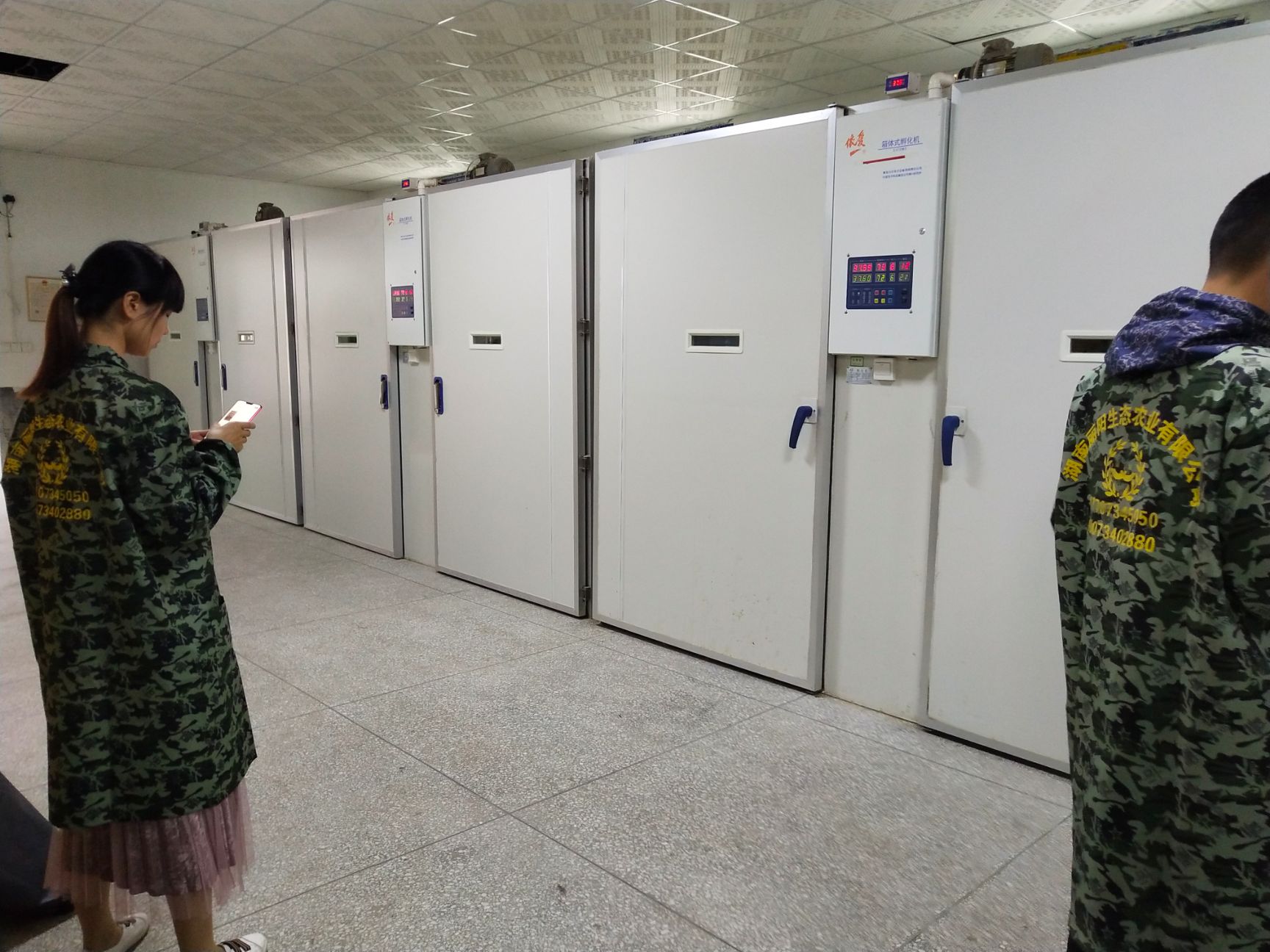 厂家直销黑羽绿壳蛋鸡苗绿壳蛋鸡苗土蛋鸡苗高产蛋鸡苗