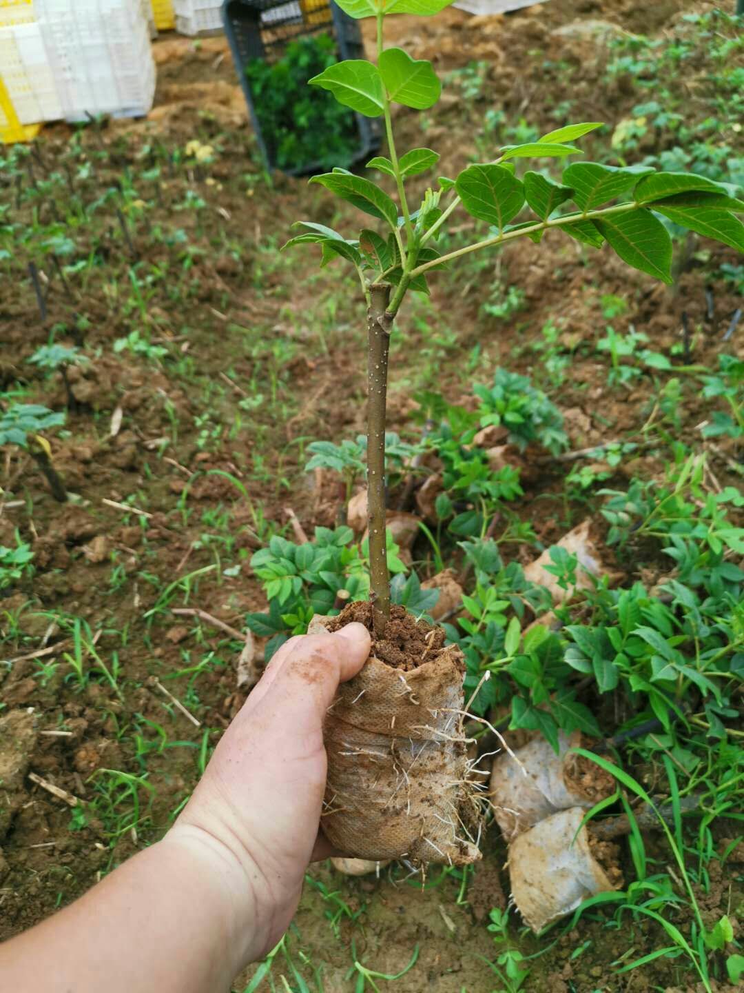 吴茱萸苗
