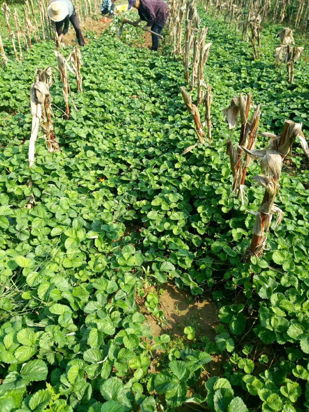 白草莓苗   基地供應(yīng)桃熏草莓苗，山東金華欣苗木基地大量供應(yīng)新品種草莓苗