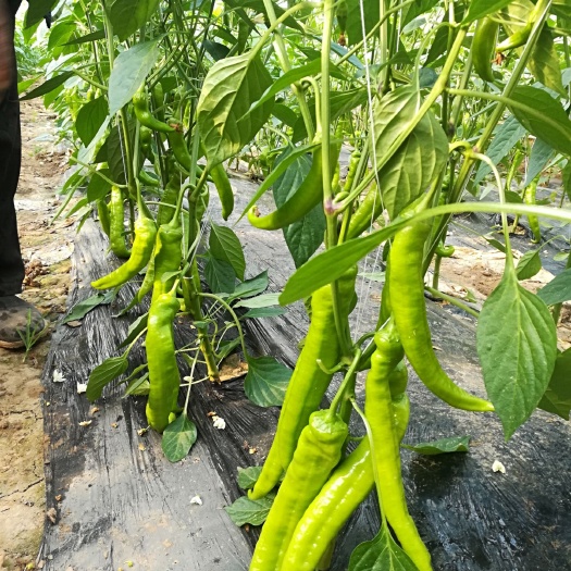 菏泽黄皮辣椒 山东定陶无公害蔬菜以大量上市