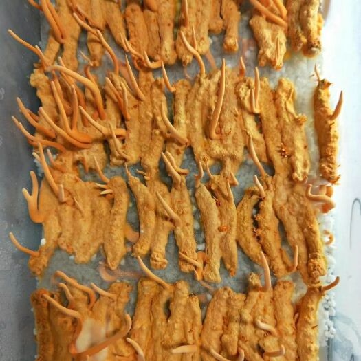 湖州蛹虫草 蛹虫草