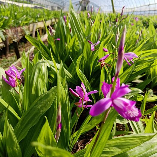杭州紫花白芨苗