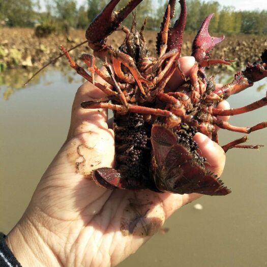 沭阳县 自家塘口培育养殖的小龙虾，种虾 虾苗