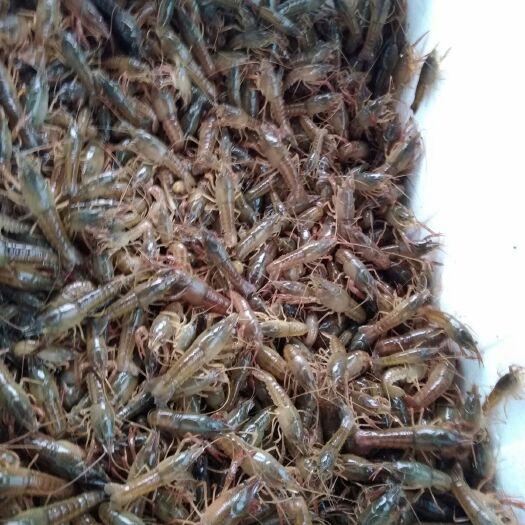 鱼台县微山湖小龙虾 4-6钱 人工养殖