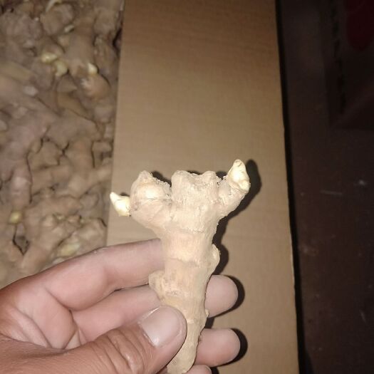 沂水县催芽姜种小黄姜姜种大姜姜种供应
