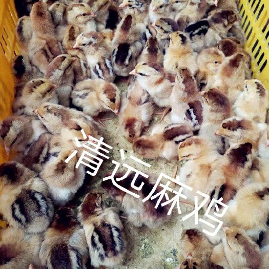 南宁广东清远鸡鸡苗