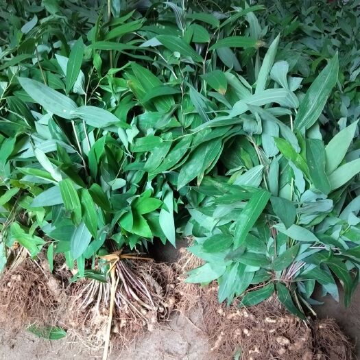 万载县黄精种苗 黄精苗供货中