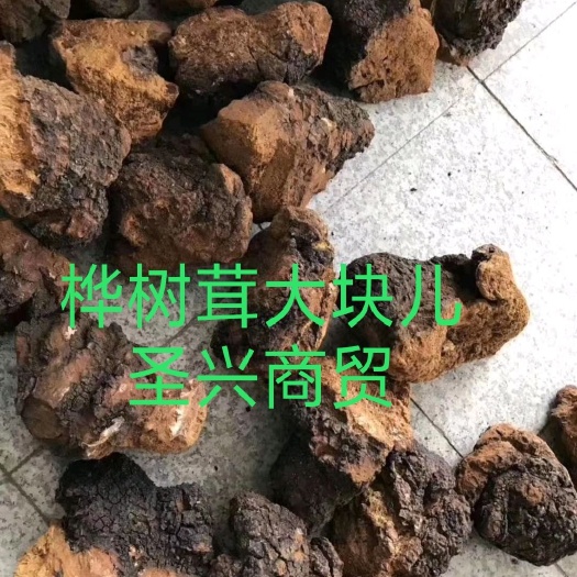 安国市俄罗斯桦树茸  整块 袋装 大块儿桦树茸桦褐孔菌包邮