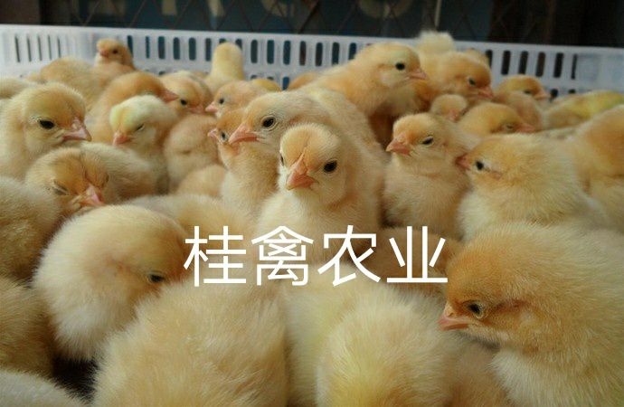 南宁三黄鸡苗