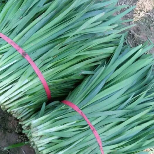 柘城县平韭6号韭菜 头茬 30~35cm