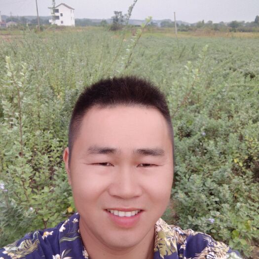 泰和县蔓荆子苗 现货江西单叶供应