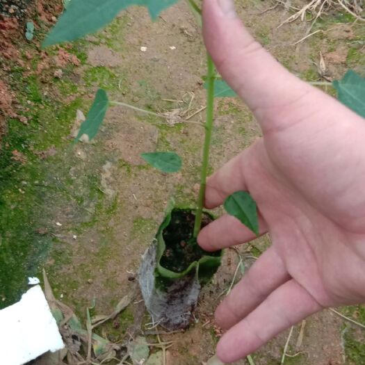 浦北县红心木瓜苗