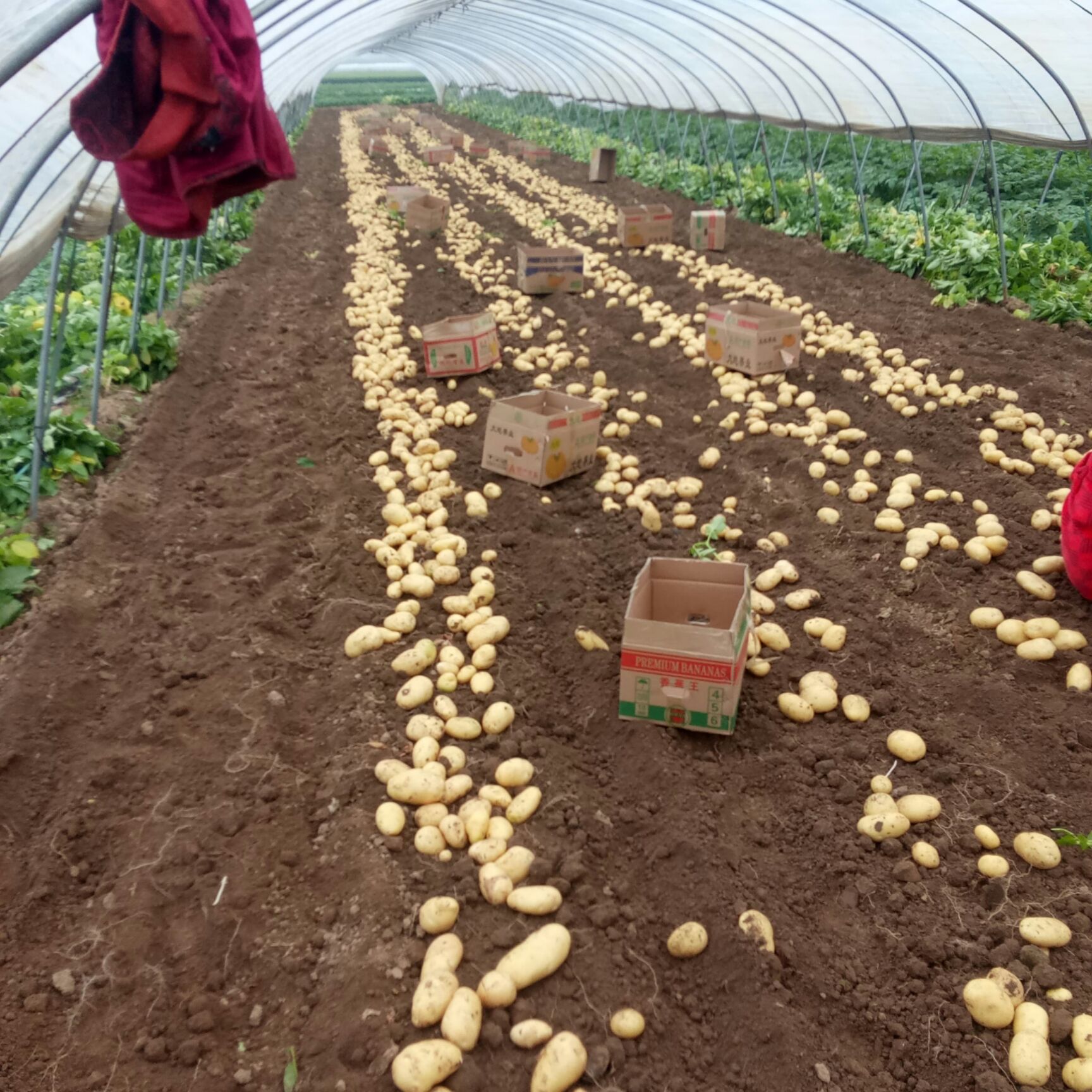 荷兰15号土豆 2两以上