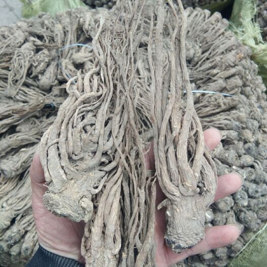 包头岷当归  精选新货当归干净无土晾干当归