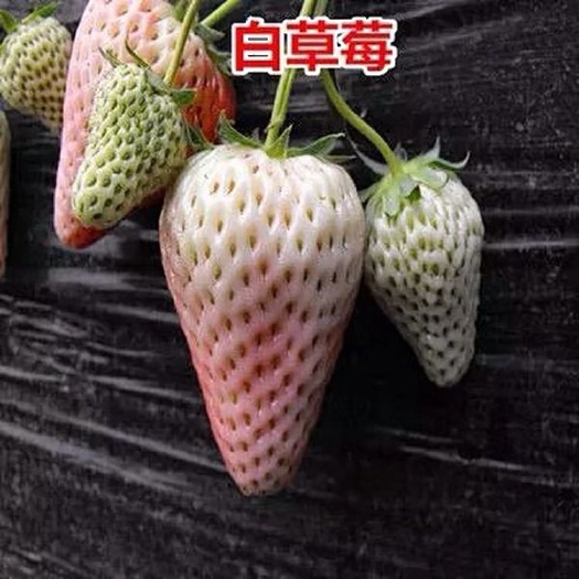 东海县红颜草莓苗 10~20公分 地栽苗