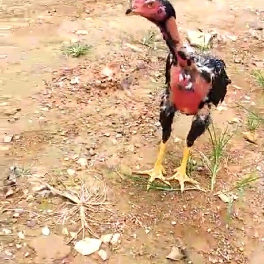 织金县斗鸡苗