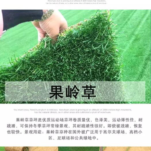 沭阳县果岭草草皮 带泥土真草皮草坪耐寒四季青草皮