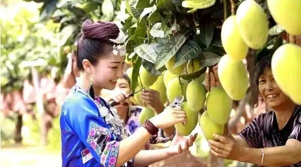 凭祥市 东南亚越南精品一级高乐蜜二级高乐蜜芒芒果玉芒