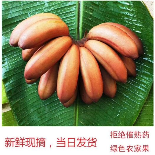 南靖县红香蕉  八成熟 农户先栽先发 色泽鲜红肉质饱满