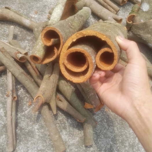 桂平市普通桂皮