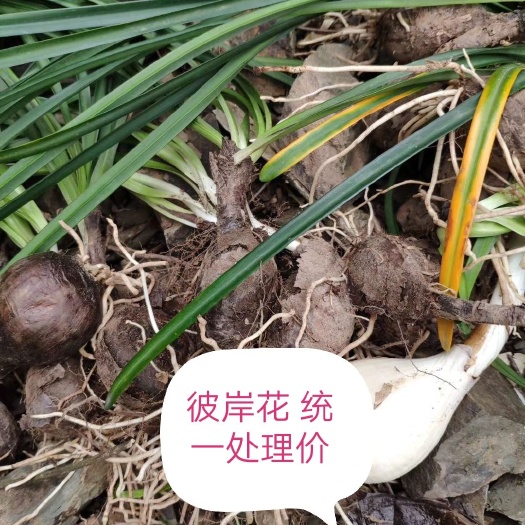 铅山县彼岸花种子