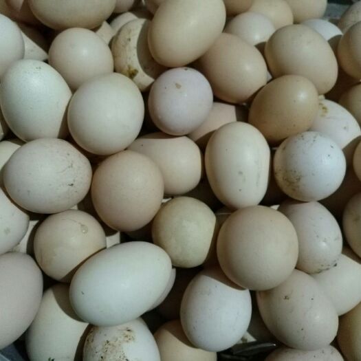 雅安土鸡蛋 食用 简包装