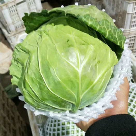 邯郸甘蓝   绿甘蓝  圆包菜  邯郸产地直供