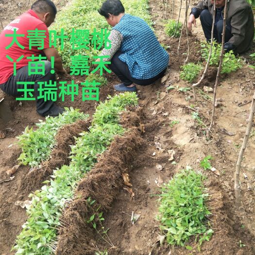 泰安樱桃砧木
