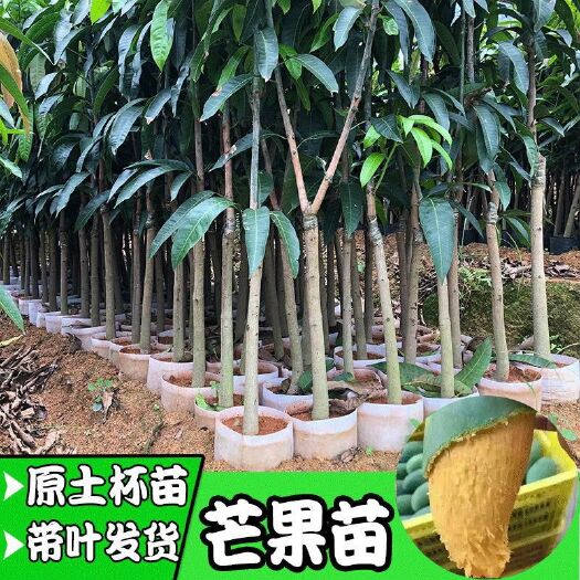 灵山县 包邮嫁接苗原土营养杯带叶发货金煌芒果树苗芒果苗盘载地载阳台庭