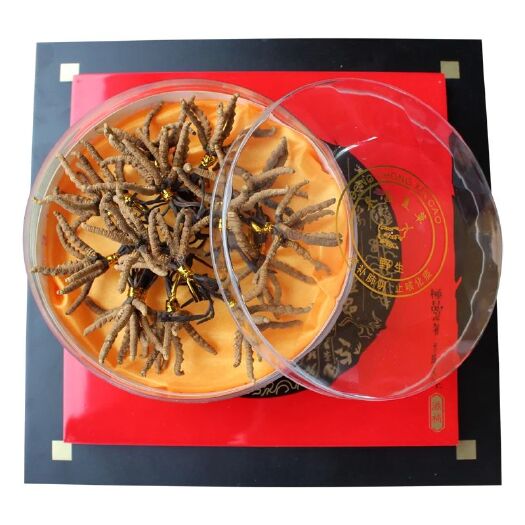 西宁冬虫夏草 聚划算 西藏那曲规格6根一克 假一赔十  质量保证   包邮