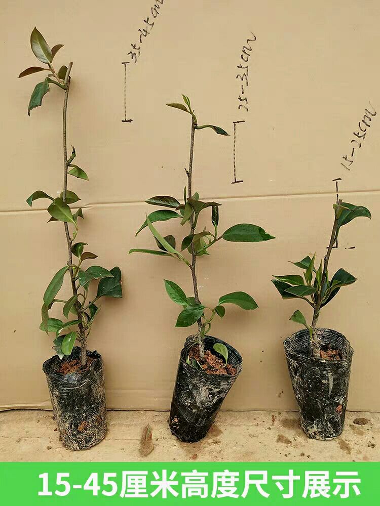  黑老虎苗 粉红黑老虎苗
