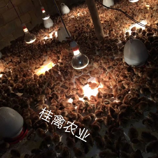 南宁血毛土鸡苗