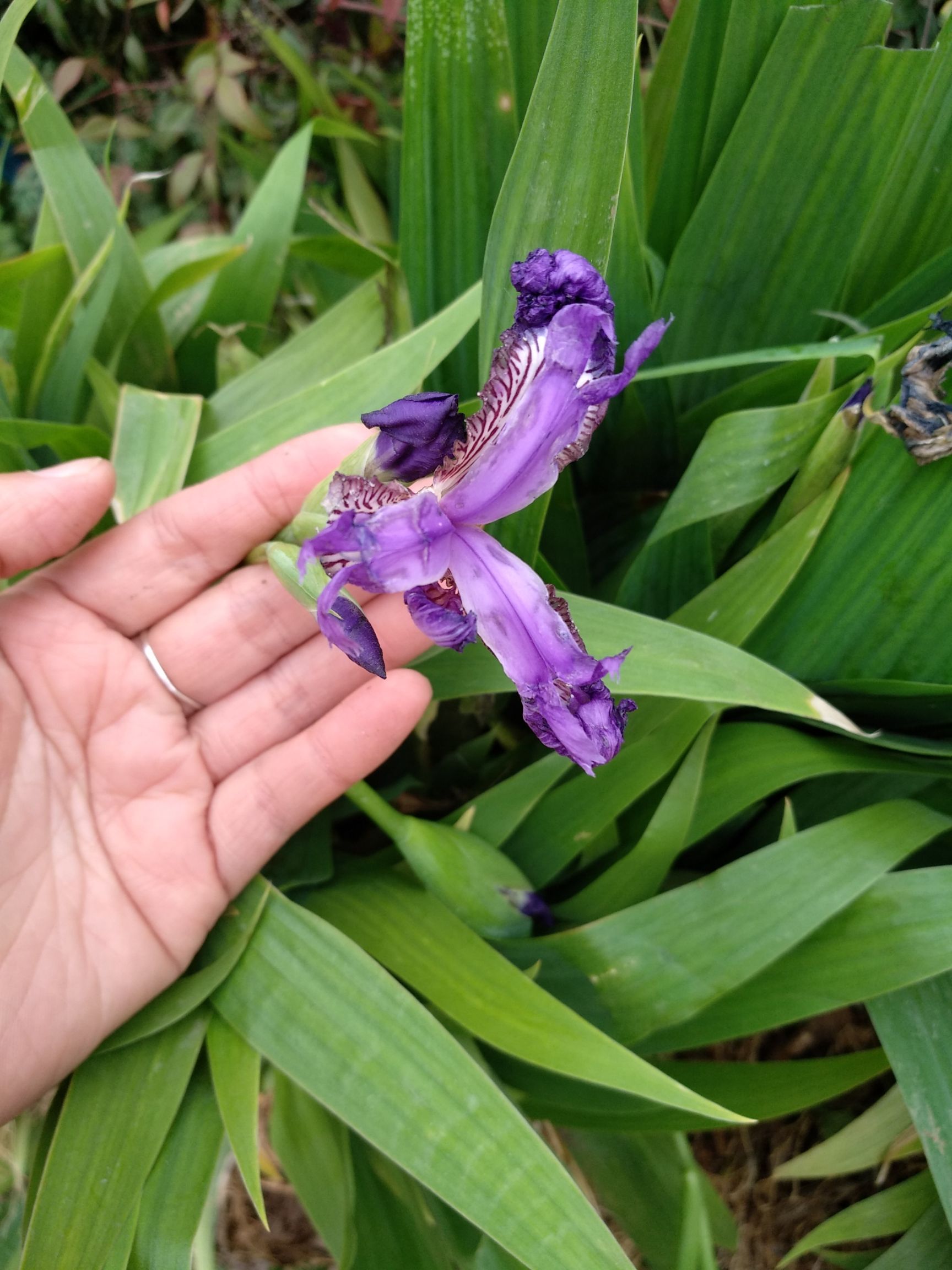  鸢尾花苗德国燕尾花苗蝴蝶兰花苗紫花鸢尾小苗开蓝色的花燕尾苗