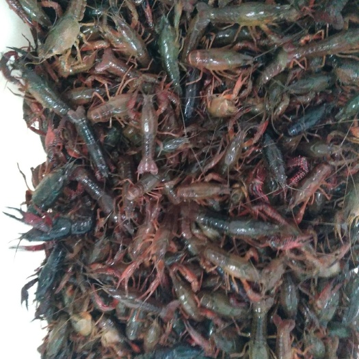 鱼台县微山湖小龙虾 5-7钱 人工养殖