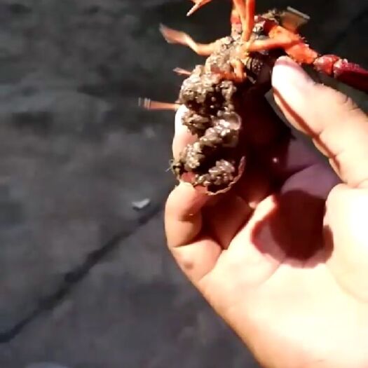 安顺清水小龙虾 种虾