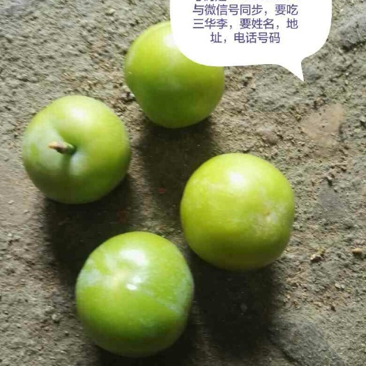 信宜市 丽晶三华李早熟