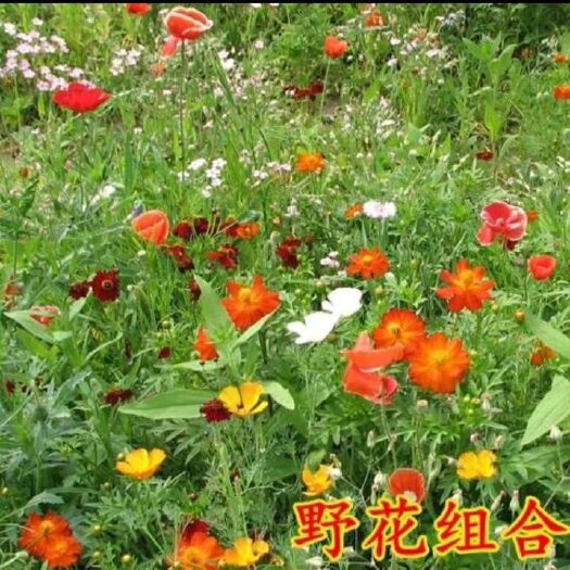 沭阳县野花组合种子