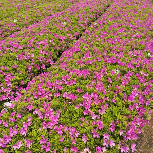 郴州毛杜鹃  基地直销，大量供应优质移栽20-50cm春鹃，毛鹃