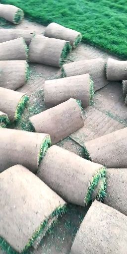石家庄早熟禾草坪