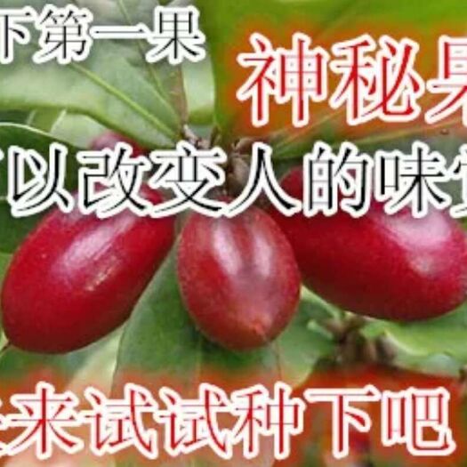 神秘果苗  神秘果是常绿阔叶灌木，它的果实酸甜可口，吃后再吃