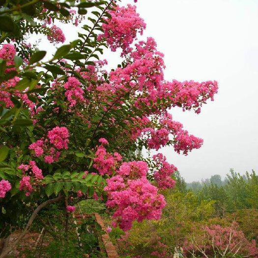 绛县百日红