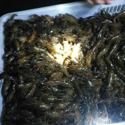 南县龙虾苗  小龙虾优质虾苗上市中，量大从优
