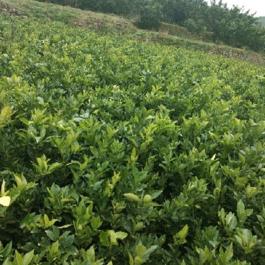 桂林夏橙树苗 嫁接苗 0.5~1米