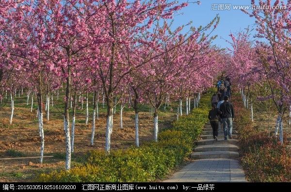  云南樱花高品质