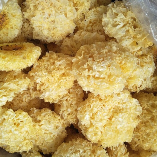 广州木银耳 干银耳 朵状银耳 淡黄色