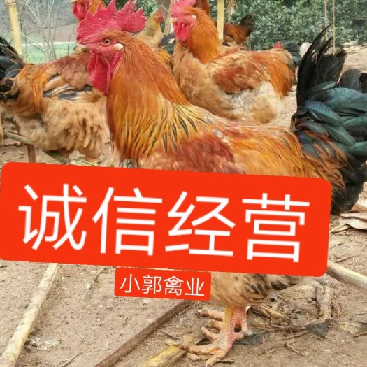南宁 k9鸡苗  882  麻黄k9  新广901  902
