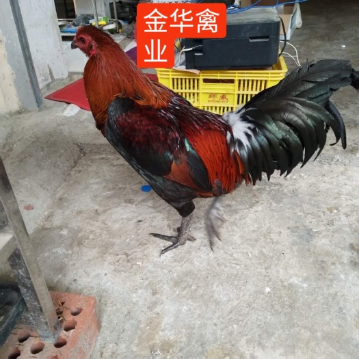 贵阳斗鸡苗 改良斗鸡，部分青脚