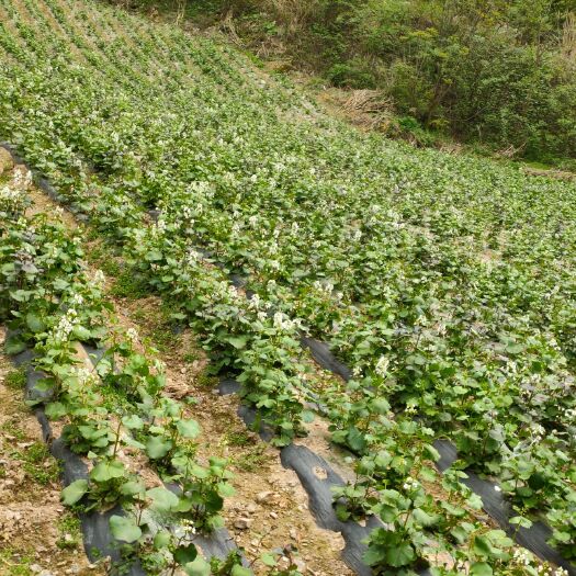恩施市菥蓂 遏蓝菜，油菜丰收在望