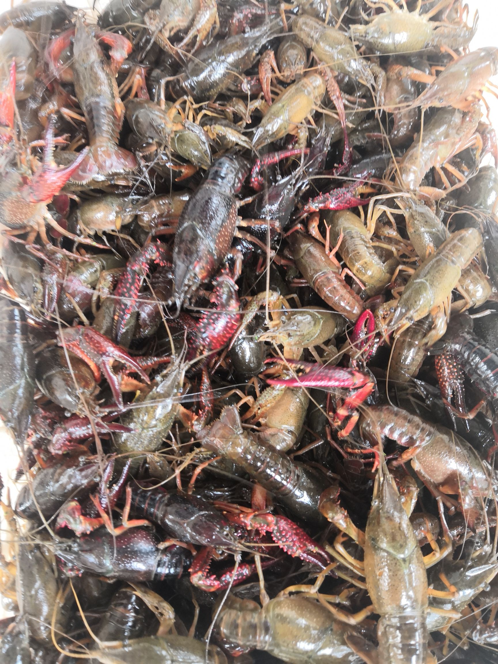  微山湖小龙虾苗成活率高肉质细腻